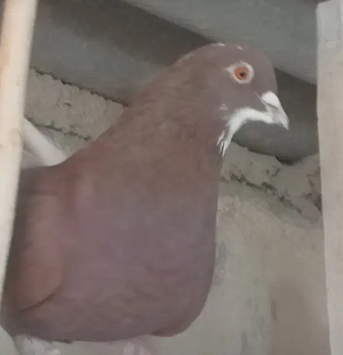 فروش تعدا د۴۰ طوق کبوتر|پرنده|کرج, کلاک بالا|دیوار