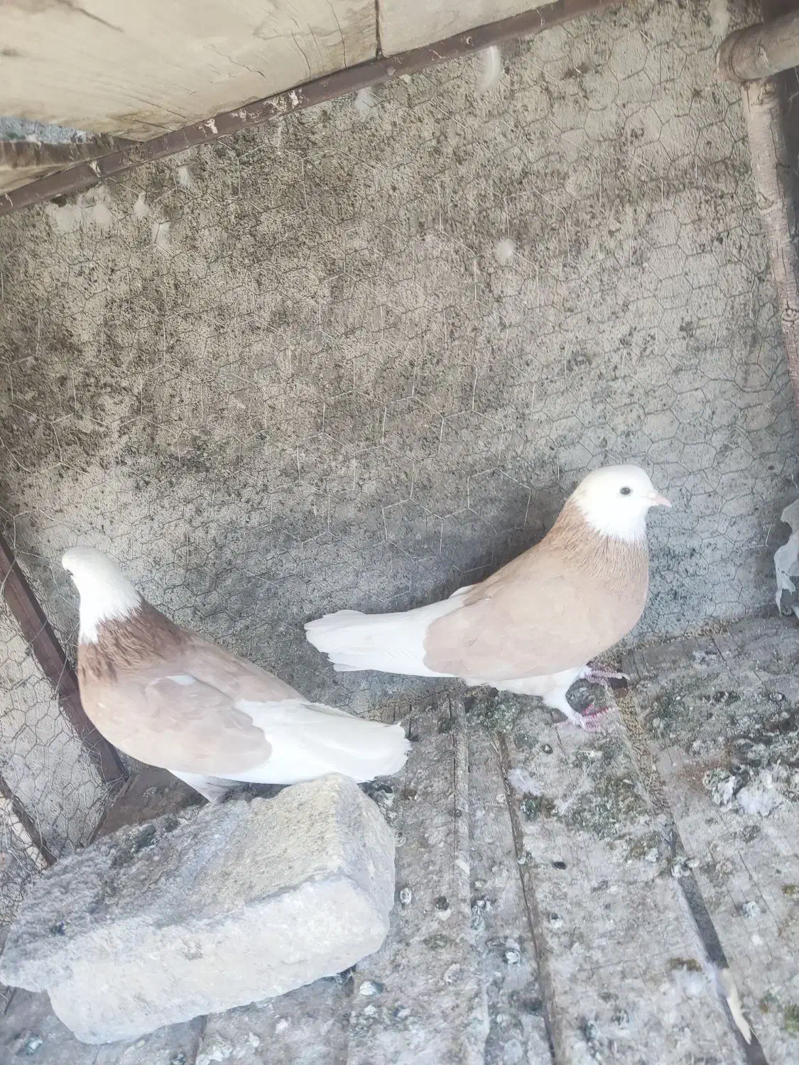 شازده زرد|پرنده|مبارکه, |دیوار