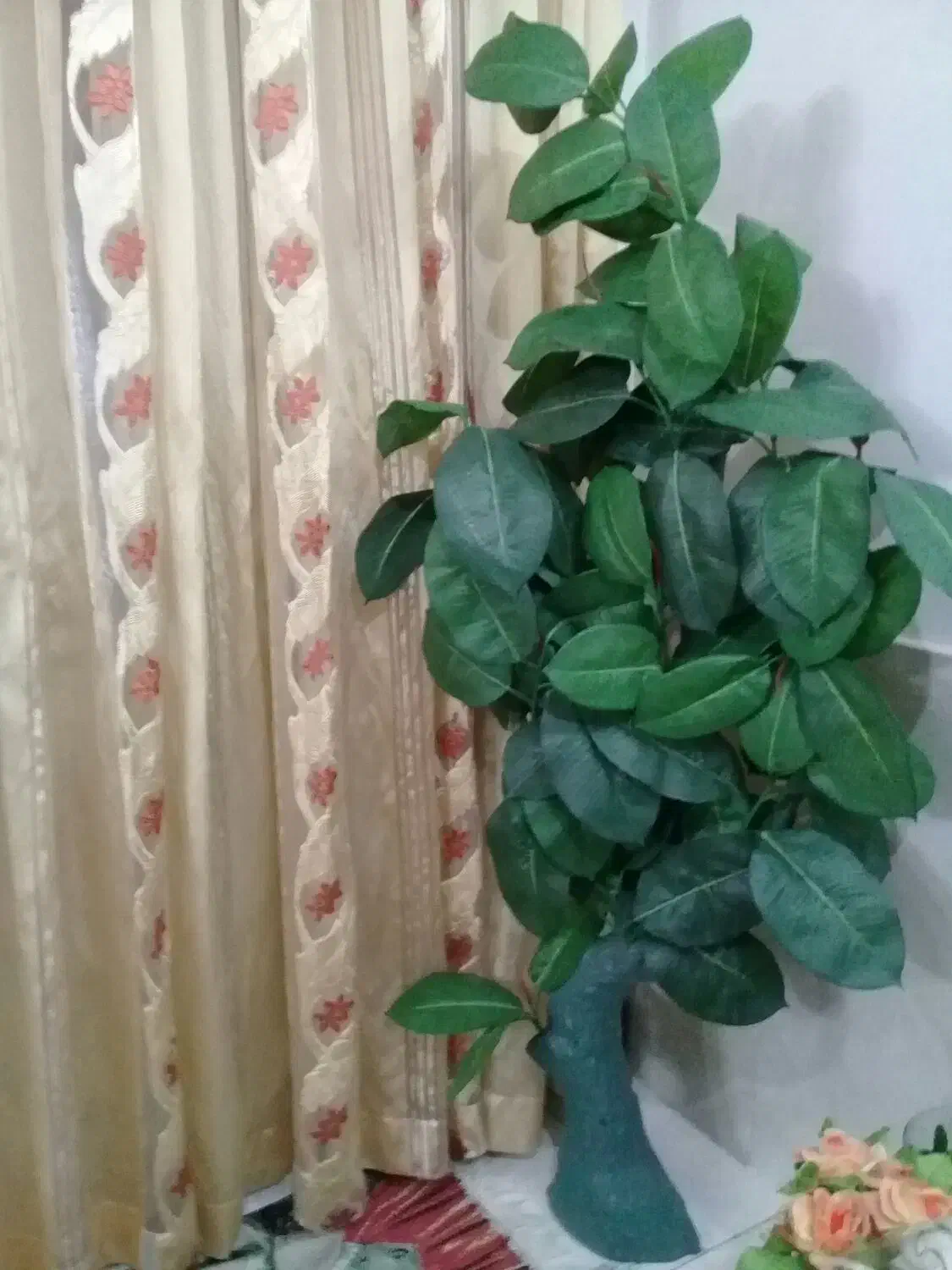 گل گلدون درخت زیبادر حدنو|گل و گیاه طبیعی|مشهد, ایثارگران|دیوار