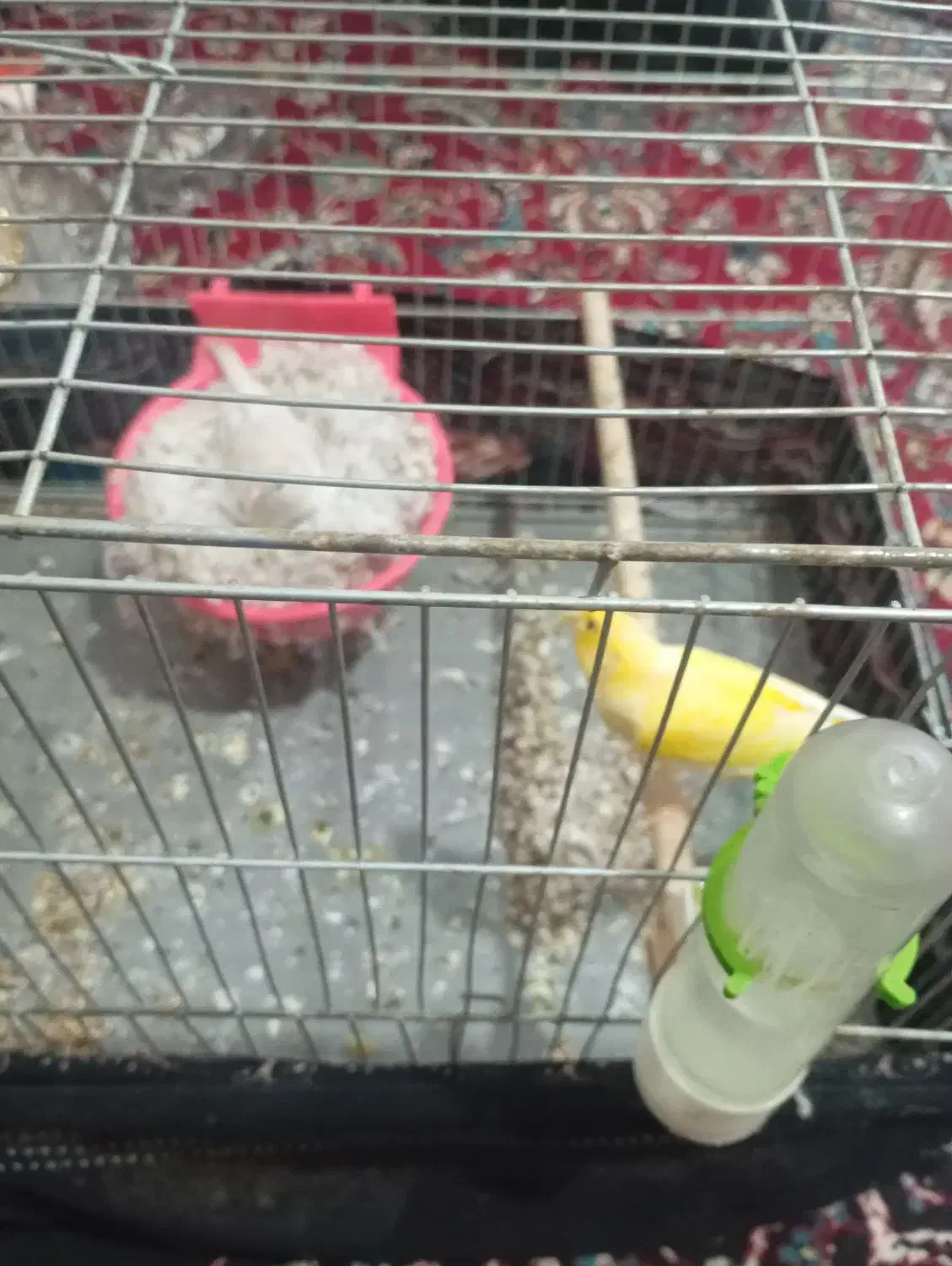 قناری|پرنده|فارسان, |دیوار