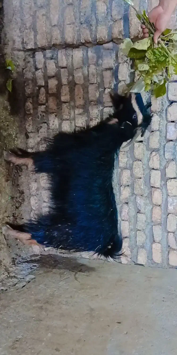 چپش چاق و چله|حیوانات مزرعه|گرگان, |دیوار