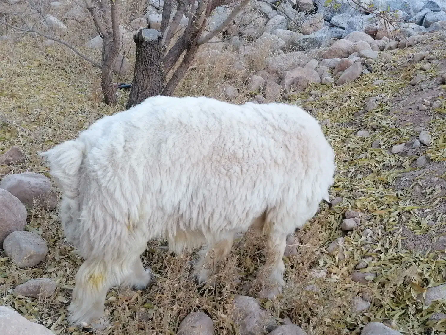 فروش بره وچپش سانن طزرجان|حیوانات مزرعه|تفت, |دیوار