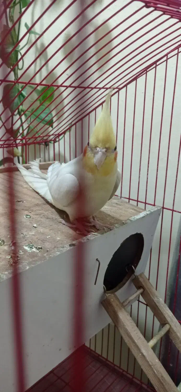 پرنده|پرنده|ایذه, |دیوار