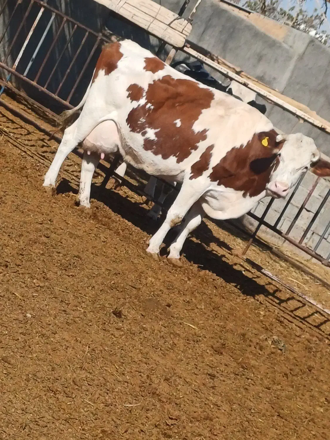 گاو با گوساله|حیوانات مزرعه|باشتین, |دیوار