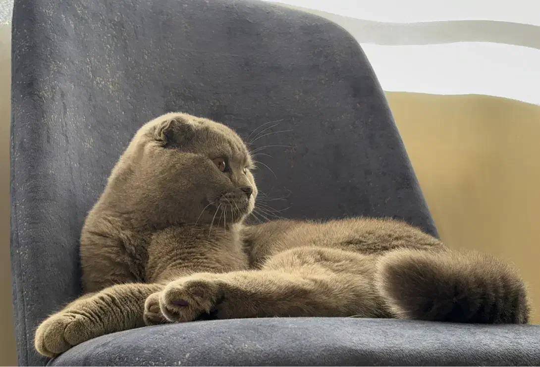 واگذاری|گربه|مشهد, عامل|دیوار