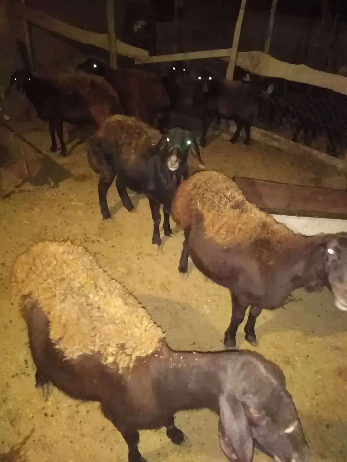 میش|حیوانات مزرعه|فیروزکوه, |دیوار