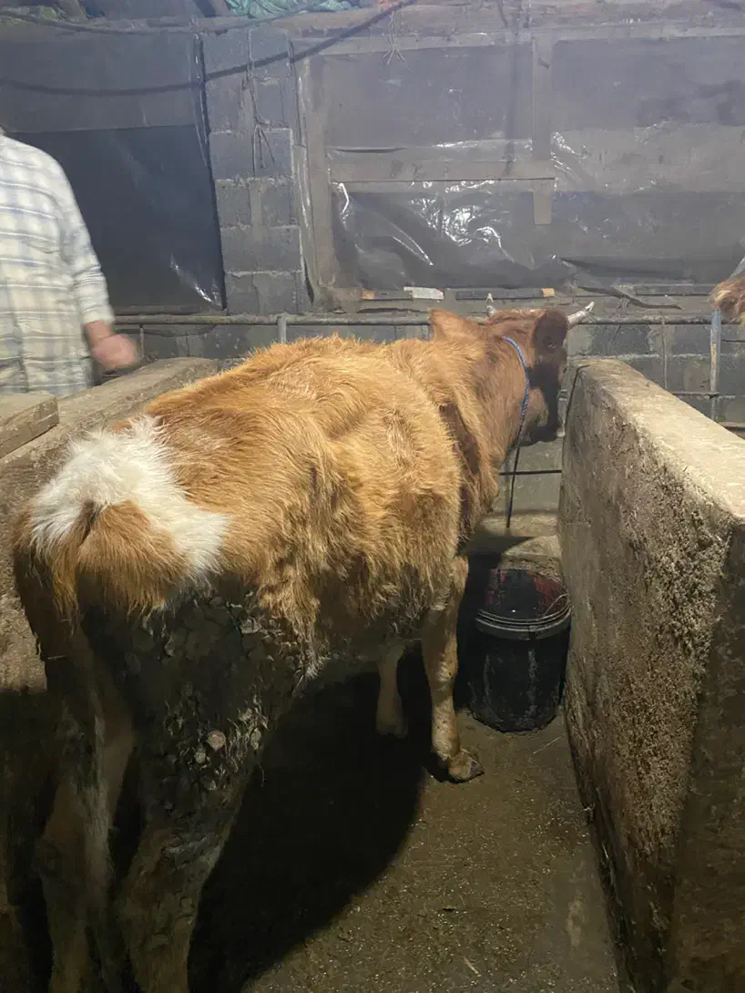 دوعدد تلیسه(لیشه)|حیوانات مزرعه|رشت, سلیمانداراب|دیوار