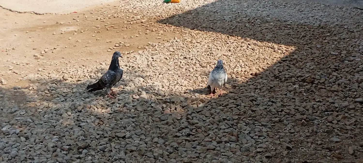 کبوترپکستانی|پرنده|بوشهر, |دیوار