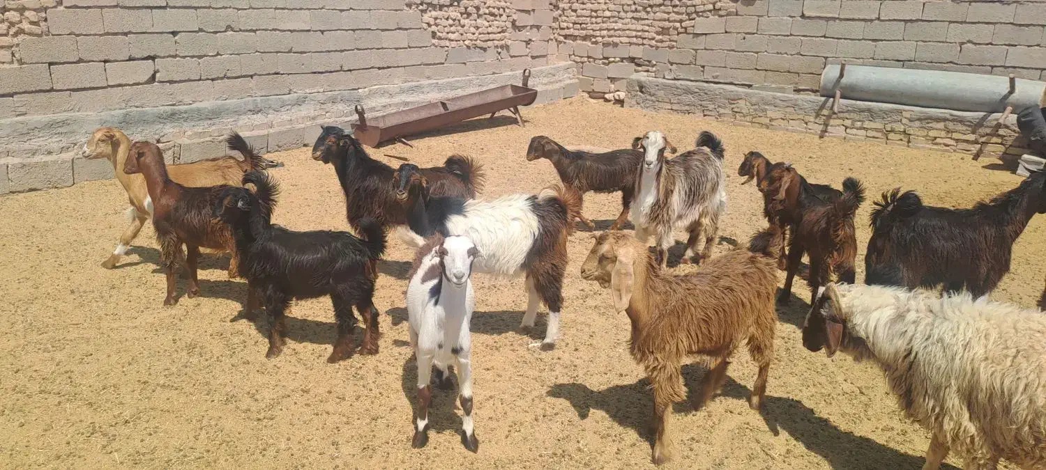 فروش حدود ۱۲ راس کهره نر و ماده|حیوانات مزرعه|حنا, |دیوار