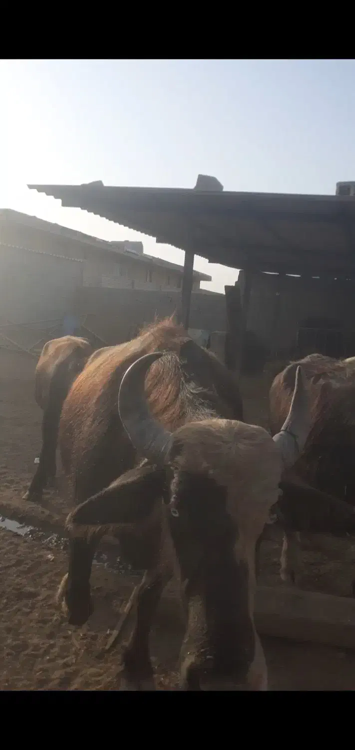 ۵عددگاومیش گم شدند|حیوانات|باوی, |دیوار