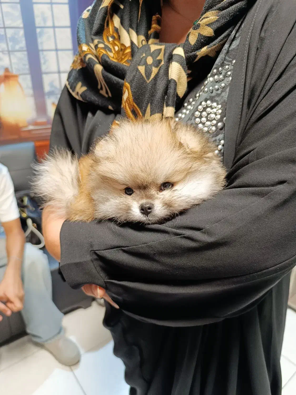 سگ پامرانین خرسی بوفیس|سگ|تهران, صادقیه|دیوار