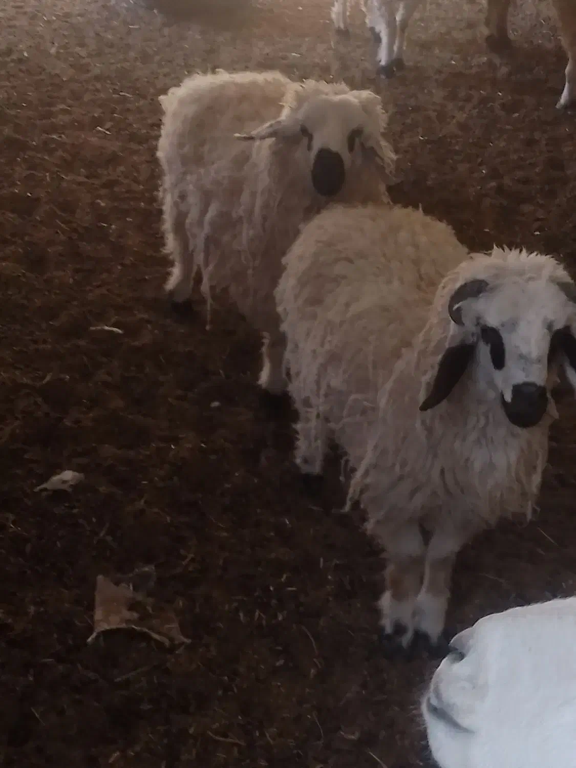 بره نر|حیوانات مزرعه|سرداران, |دیوار