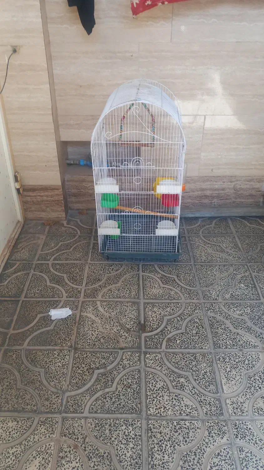 عروس هلندی مولد|پرنده|آبدانان, |دیوار