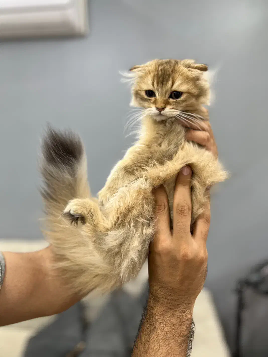 گربه اسکاتیش چینچیلا لانگهیر گلد|گربه|تهران, چیتگر شمالی|دیوار