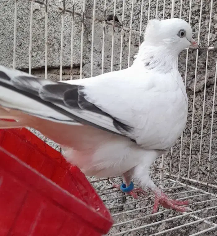 کبوتر تهرانی‌پرشی|پرنده|بابلسر, |دیوار