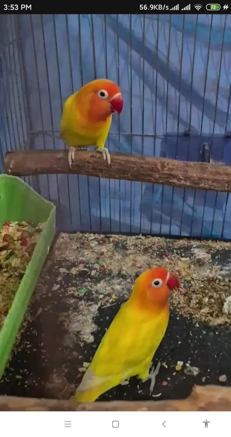 یک جفت فیشر طلایی|پرنده|قم, انسجام|دیوار