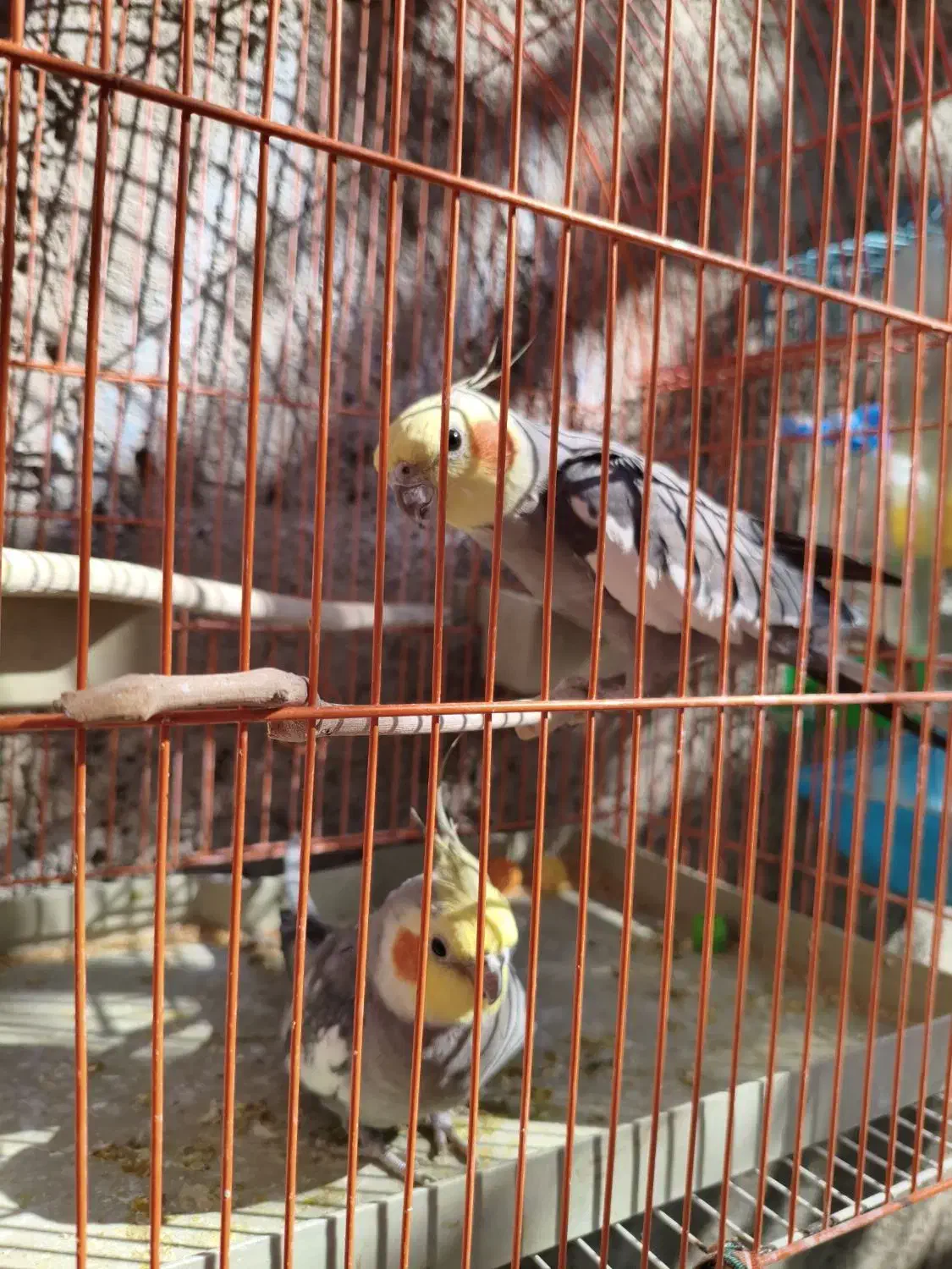 عروس هلندی معاوضه با جفت کبوتر بدرنگ|پرنده|قزوین, |دیوار