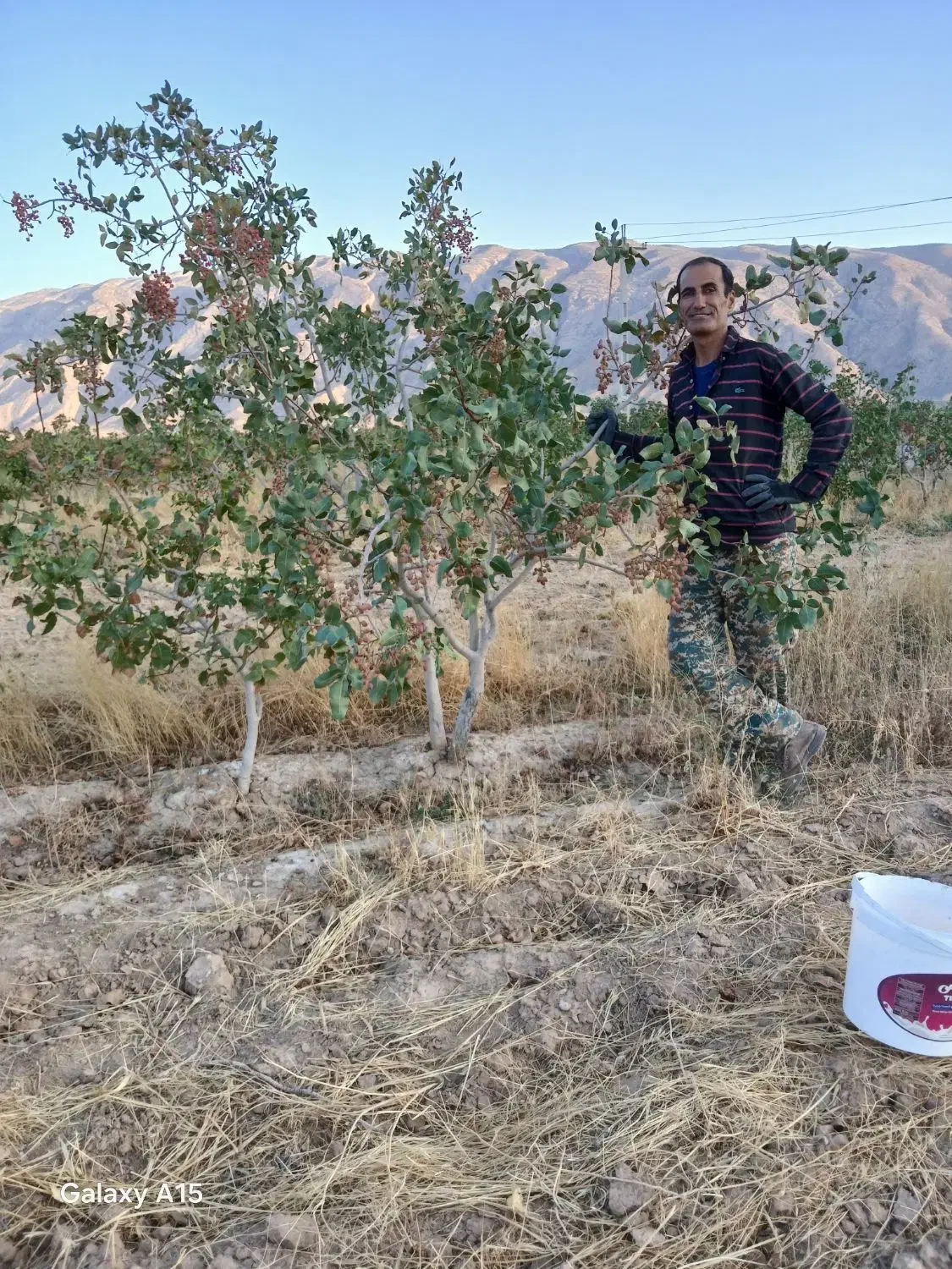 یک قطعه باغ پسته واقع دررونیزسفلی|فروش دفتر صنعتی، کشاورزی، تجاری|رونیز, |دیوار