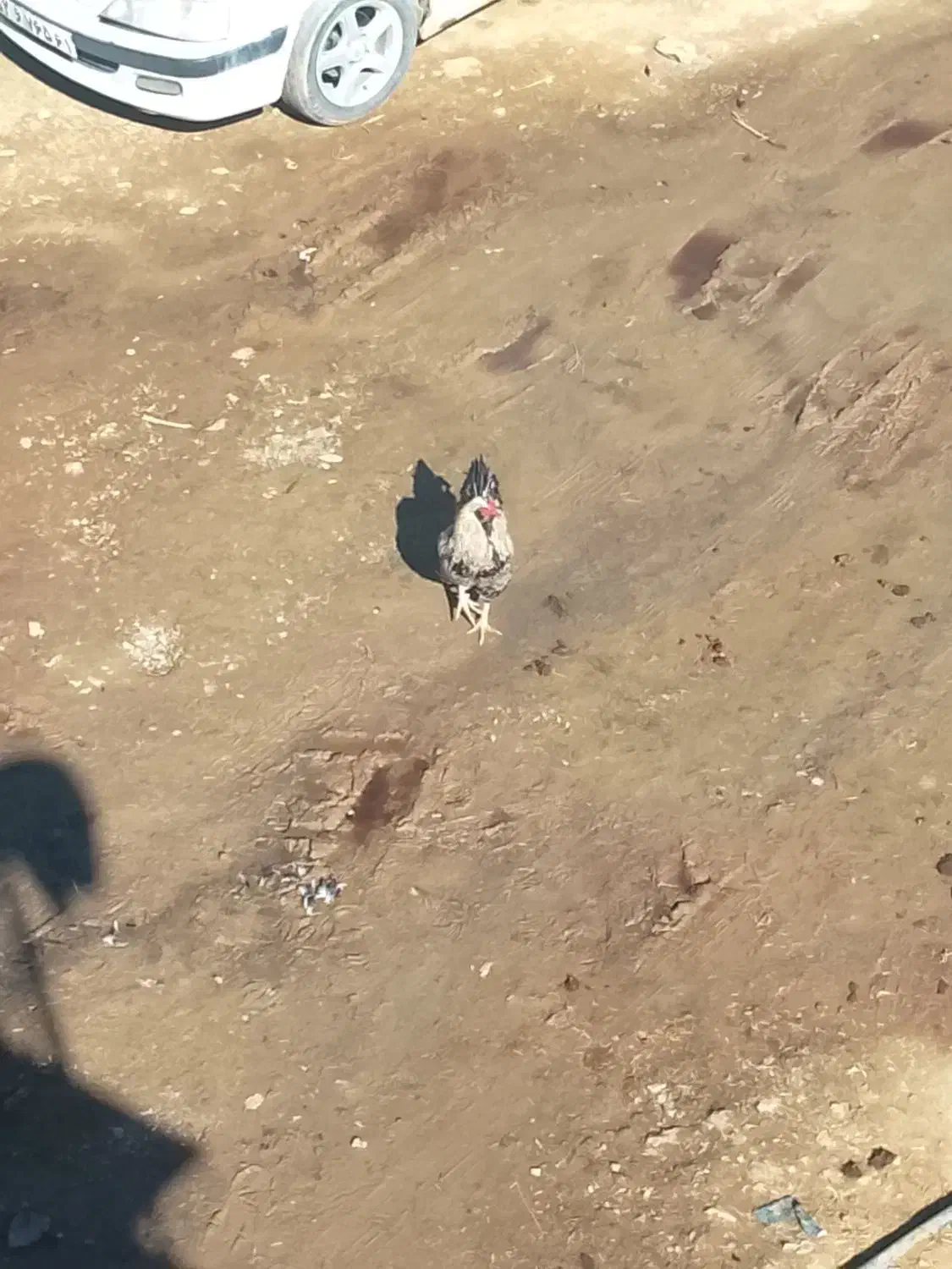 یک عدخروس ریشو|حیوانات مزرعه|مریوان, |دیوار