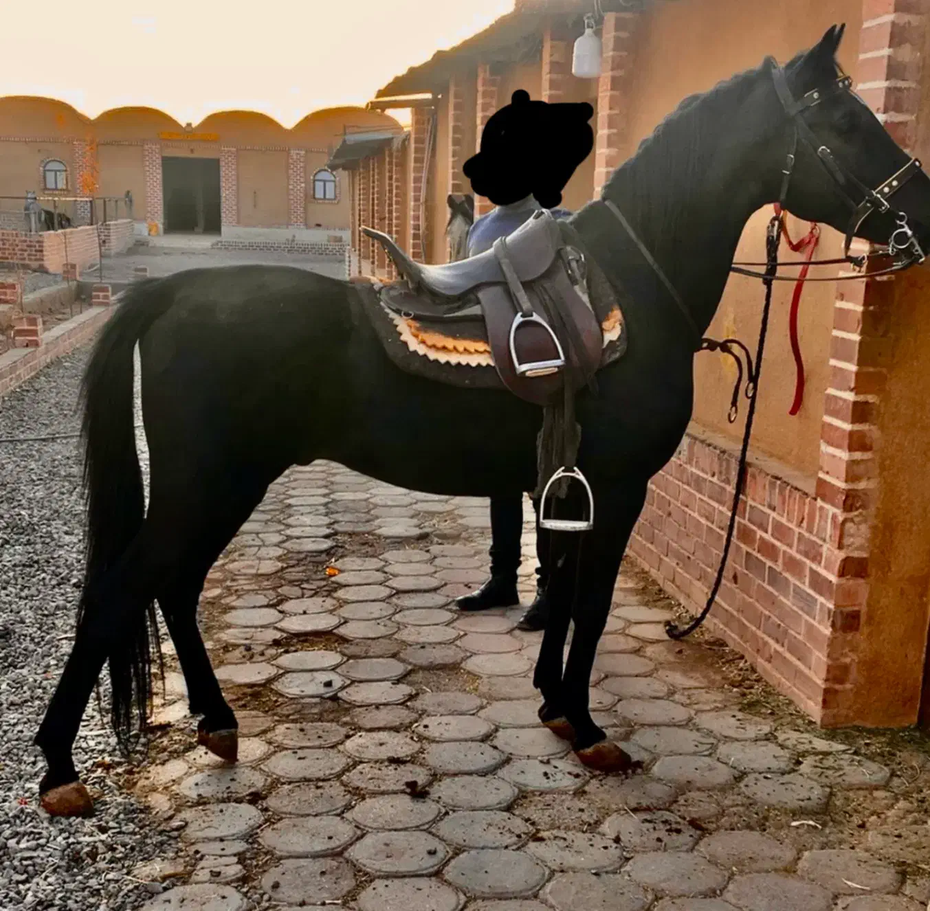 نریون|اسب و تجهیزات اسبسواری|رفسنجان, |دیوار