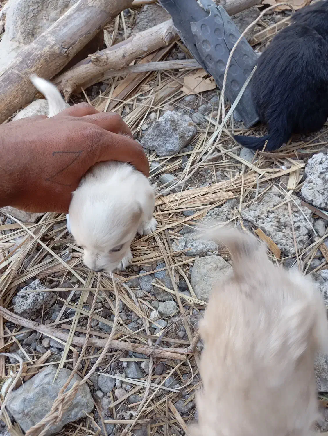 هفت عدد سگ پا کوتا ستا نر چهار تا ماده برای فروش|سگ|جیرفت, |دیوار