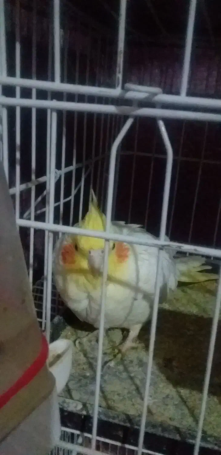 عروس هلندی|پرنده|زابل, |دیوار