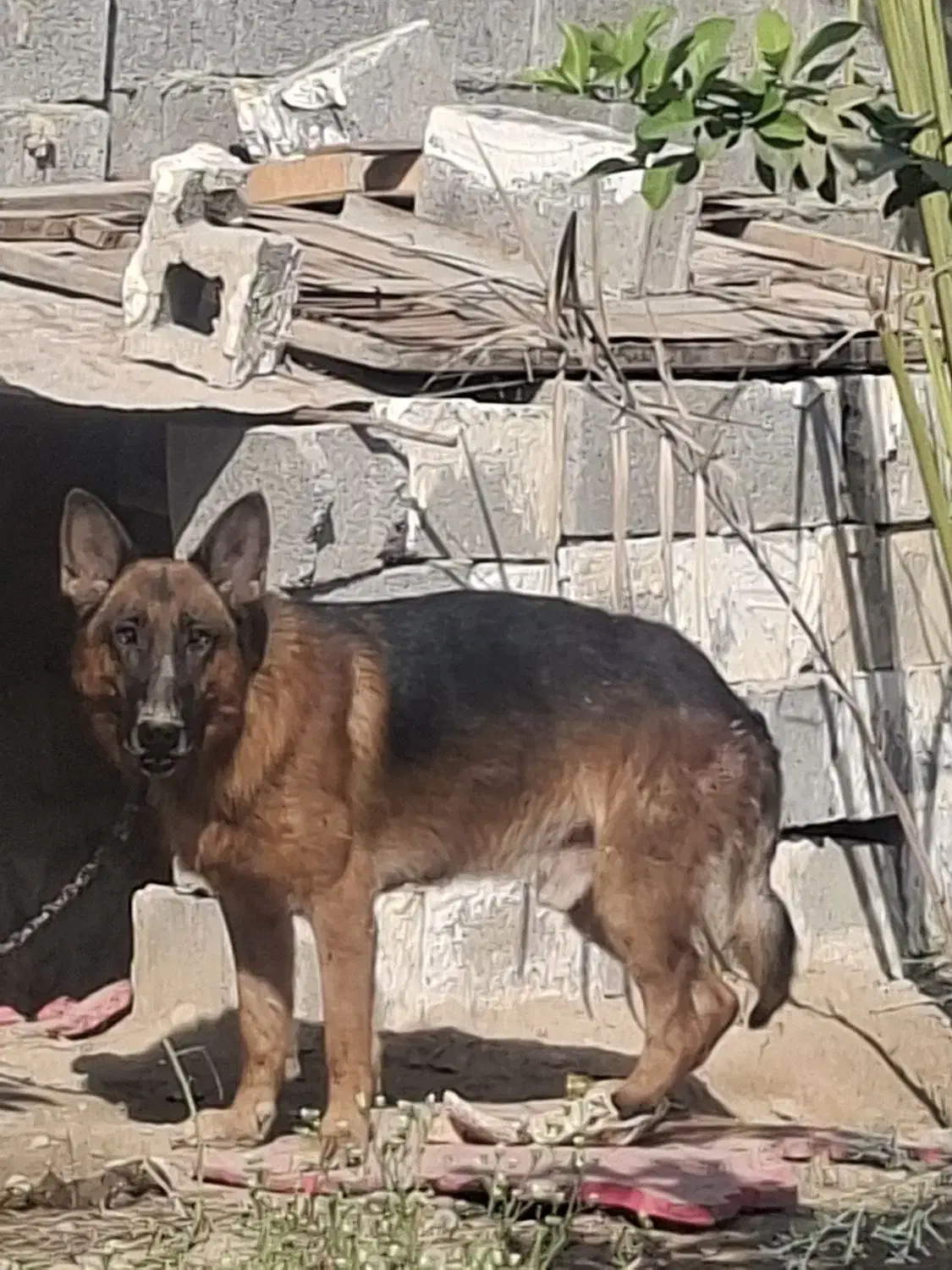 سگ ژرمن|سگ|سعدآباد, |دیوار