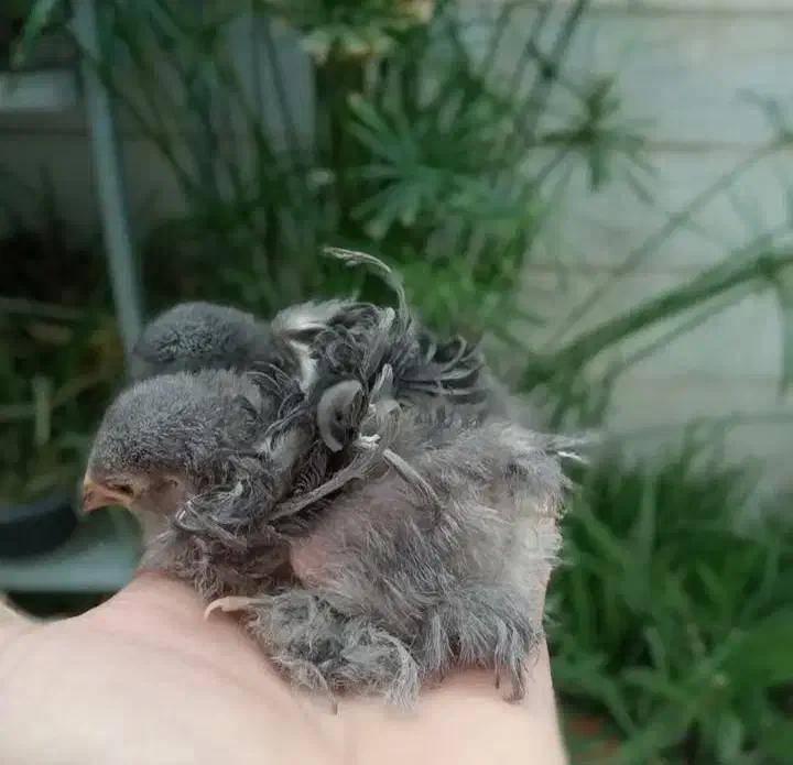 مرغ خروس|حیوانات مزرعه|رشت, گلزاران|دیوار