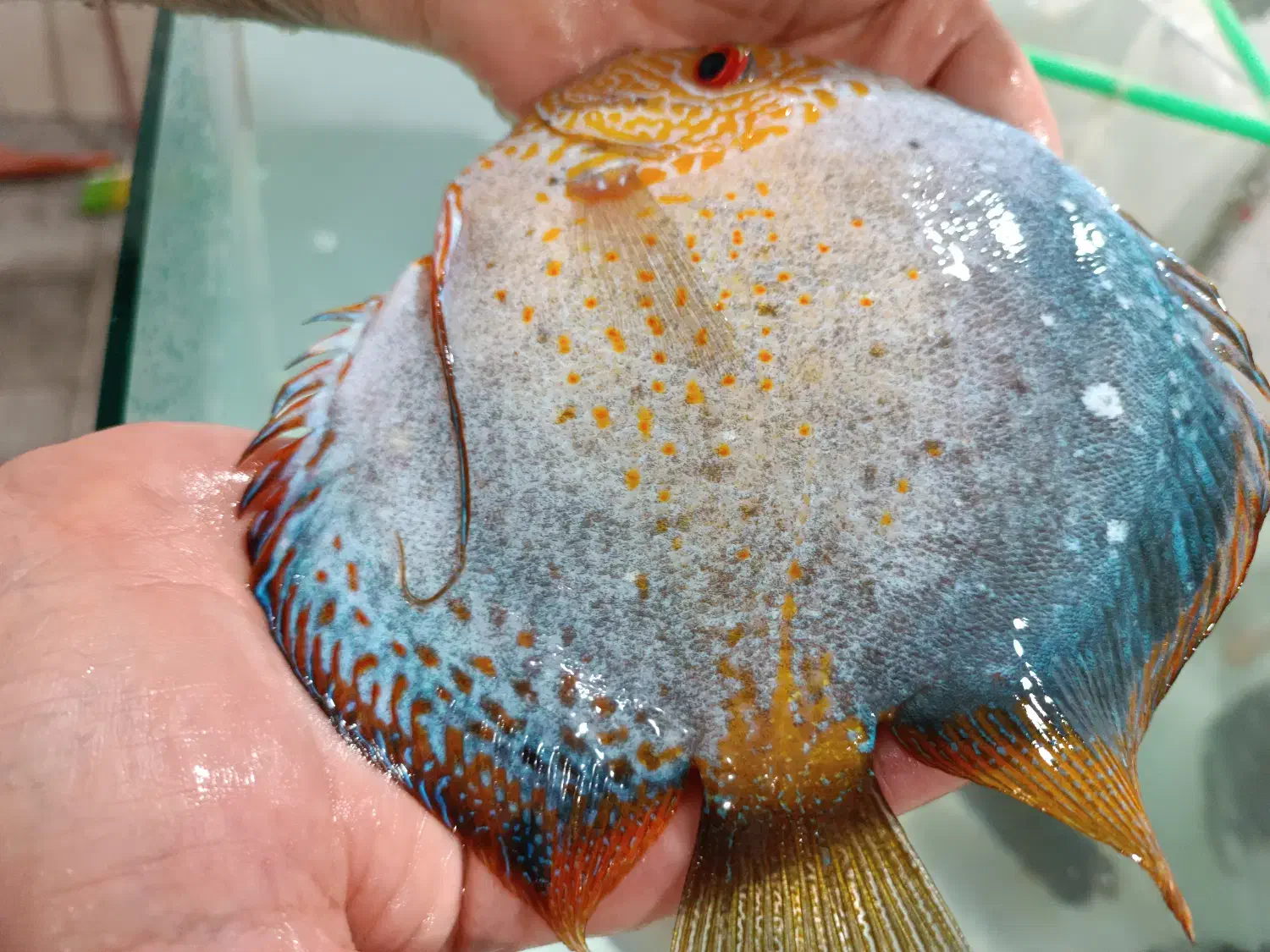 فروش ویژه ماهی دیسکس|ماهی|مشهد, خلق آباد سفلی|دیوار