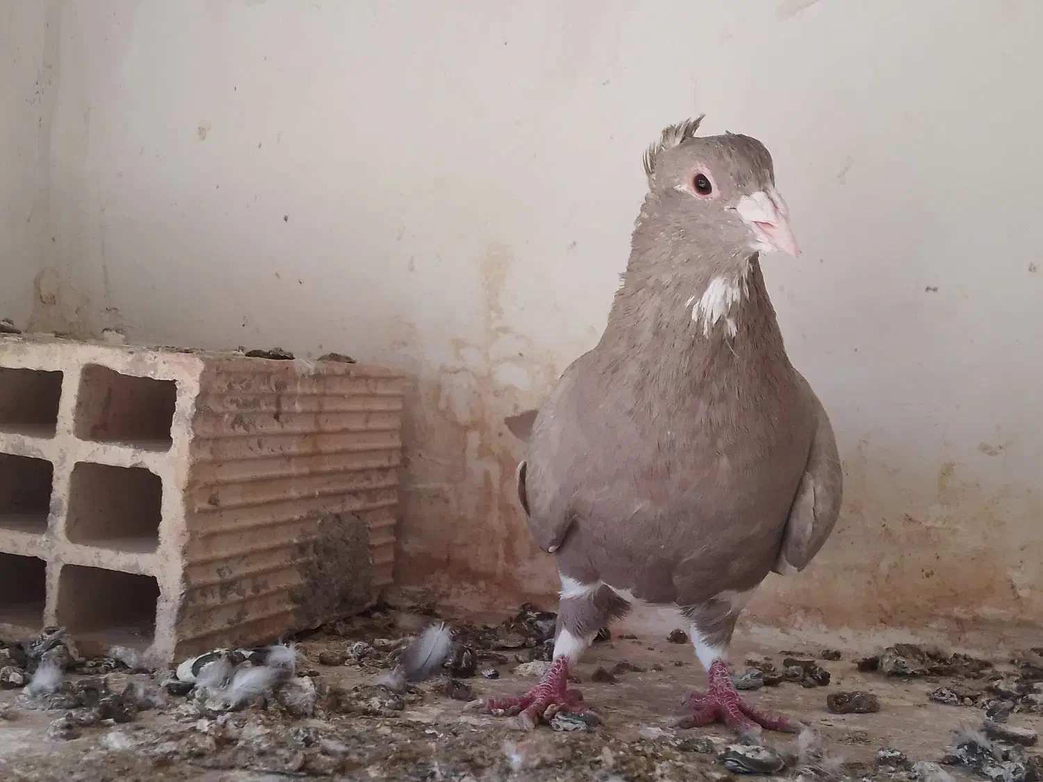 پلنگ|پرنده|راور, |دیوار