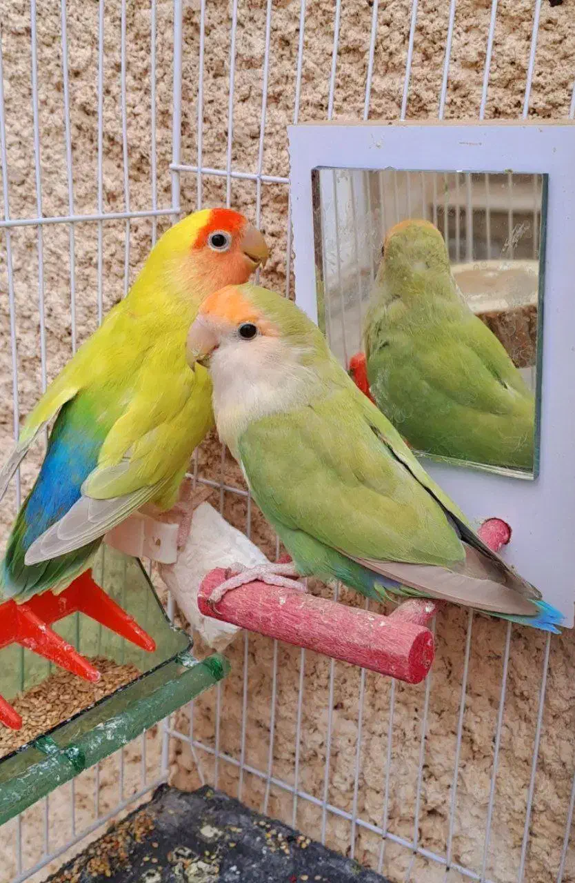 جفت کوتوله مولد کارداده با قفس|پرنده|قوچان, |دیوار