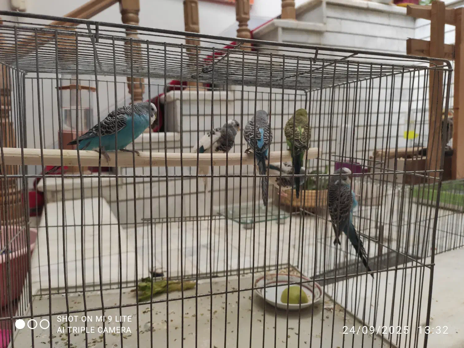 مرغ عشق|پرنده|اصفهان, کشاورزی|دیوار