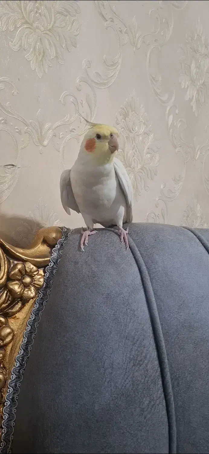 عروس هلندی|پرنده|الوند, |دیوار