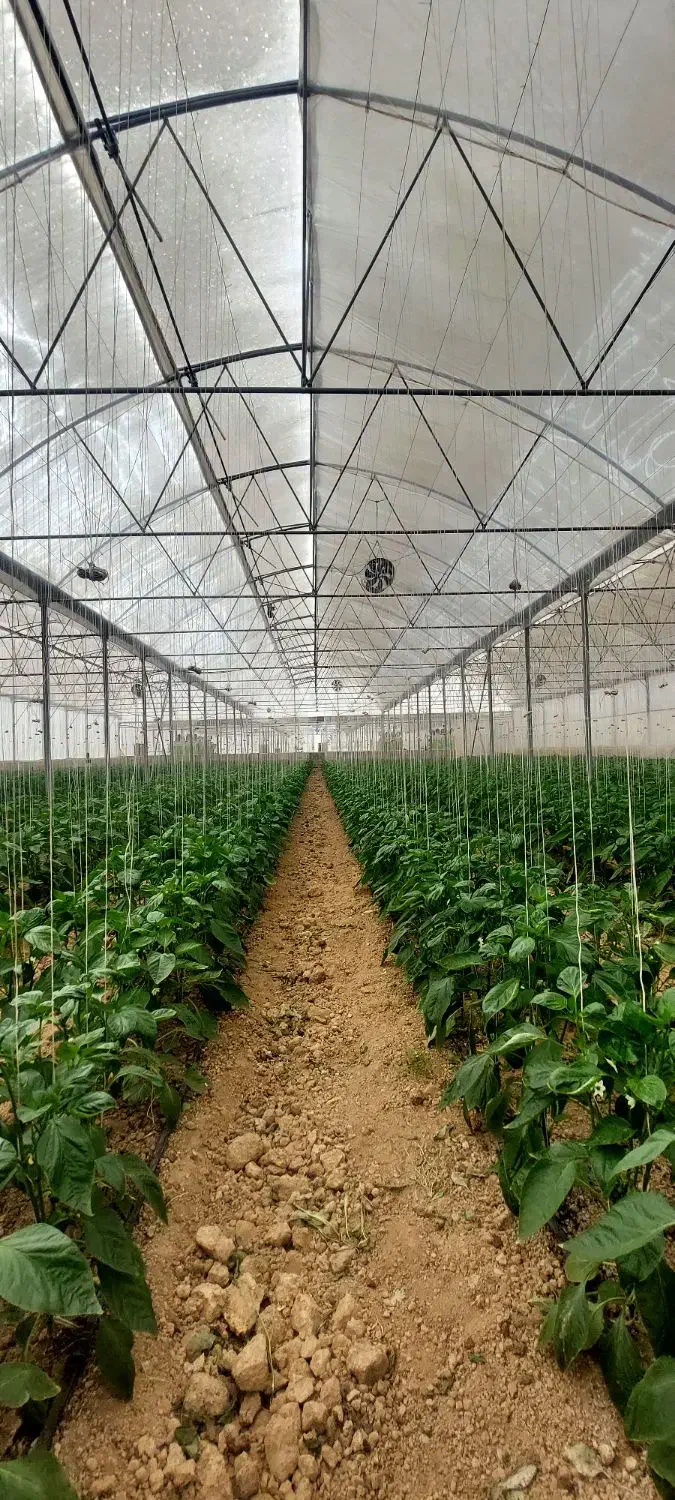 نیروی گلخانه|استخدام صنعتی، فنی، مهندسی|فرخشهر, |دیوار