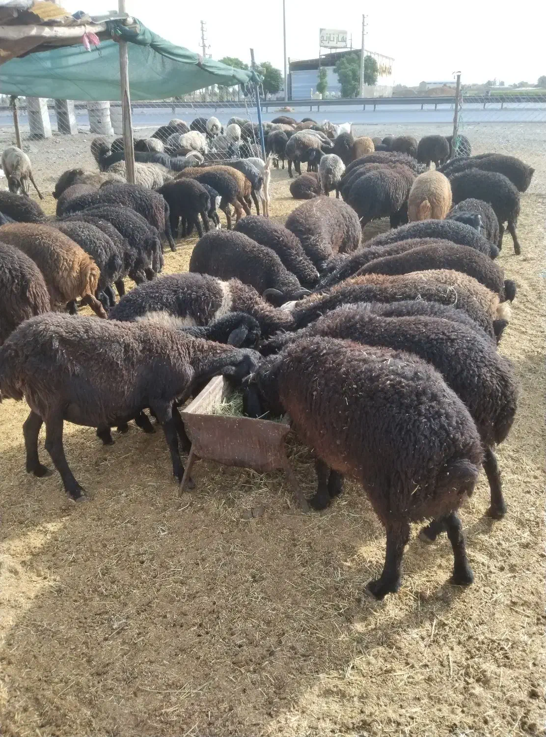 بره،شیشک،قوچ|حیوانات مزرعه|جوادآباد, |دیوار