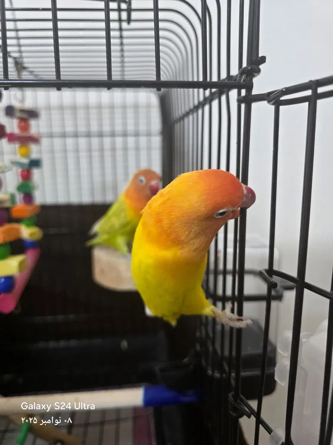 کوتوله برزیلی نژاد خاص|پرنده|مشهد, الهیه|دیوار