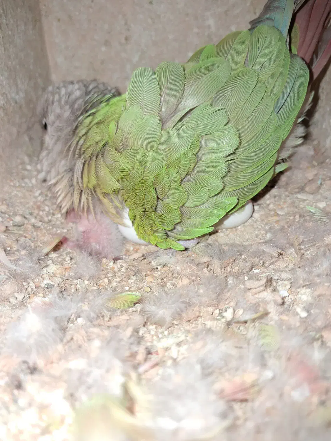 شاهطوطی.گرینچیک.کبوتر.کفتر|پرنده|همدان, |دیوار