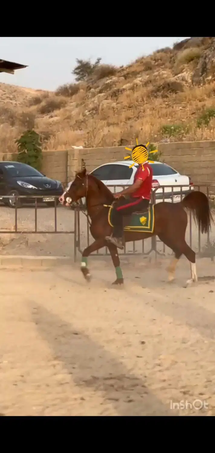 اسب|اسب و تجهیزات اسبسواری|کامیاران, |دیوار