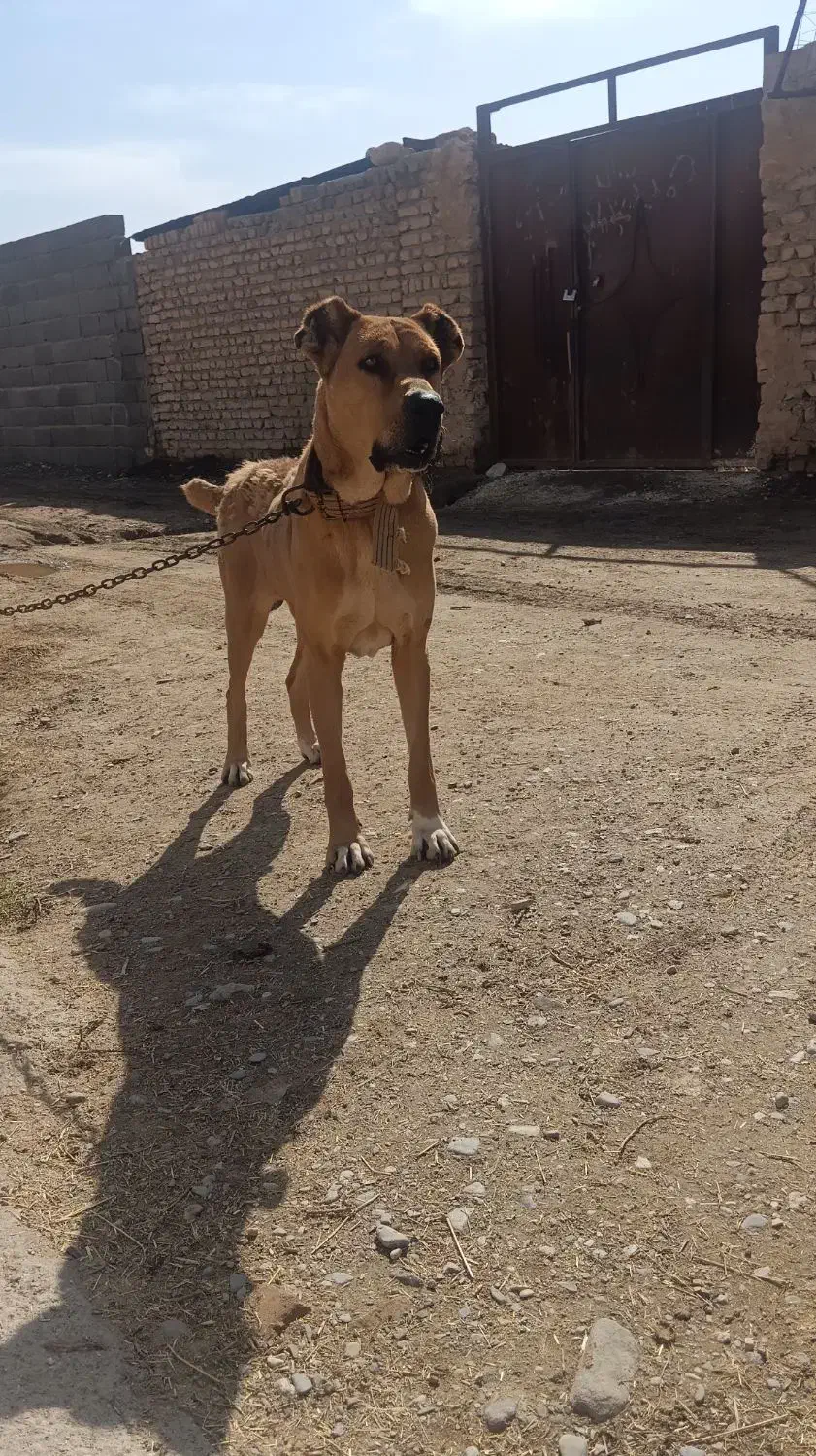 سگ گله|سگ|فیروزه, |دیوار