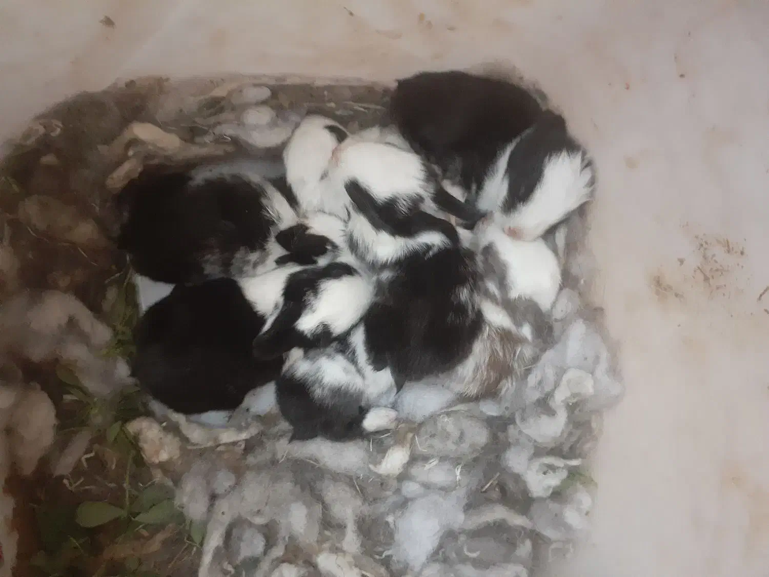 خرگوش با بچه|موش و خرگوش|زاهدان, |دیوار