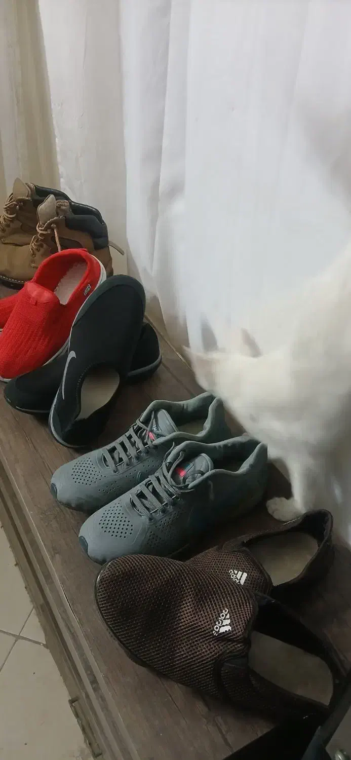 کفشها درحد نو و نو|کیف، کفش، کمربند|ری, حمزهآباد|دیوار