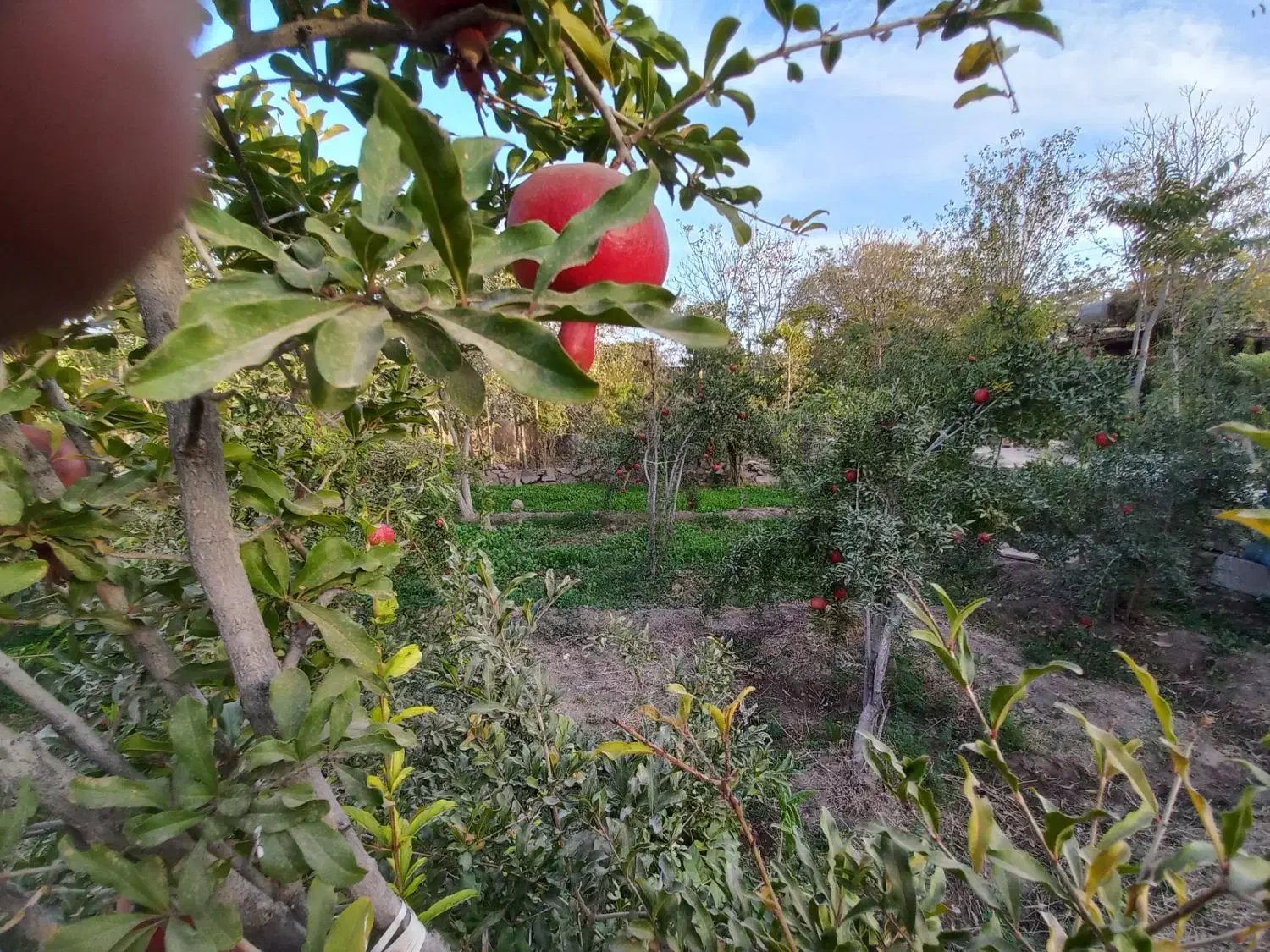 ۴۰۰متر باغ یحیی آباد نبش جاده ملاحبیب|فروش خانه و ویلا|کاشان, مزرعه نو|دیوار