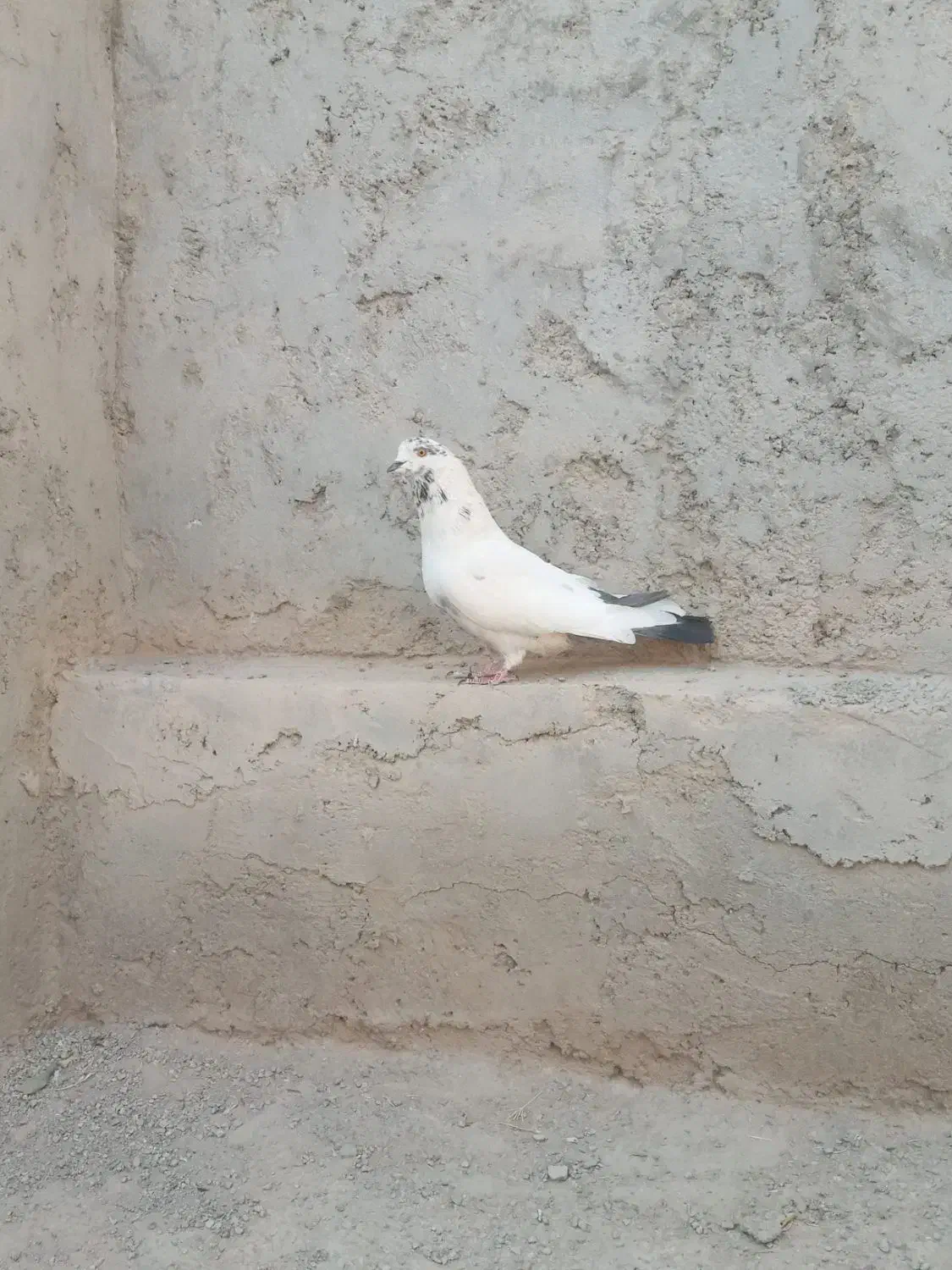 کبوتر کله دم سبز|پرنده|حبیب آباد, |دیوار