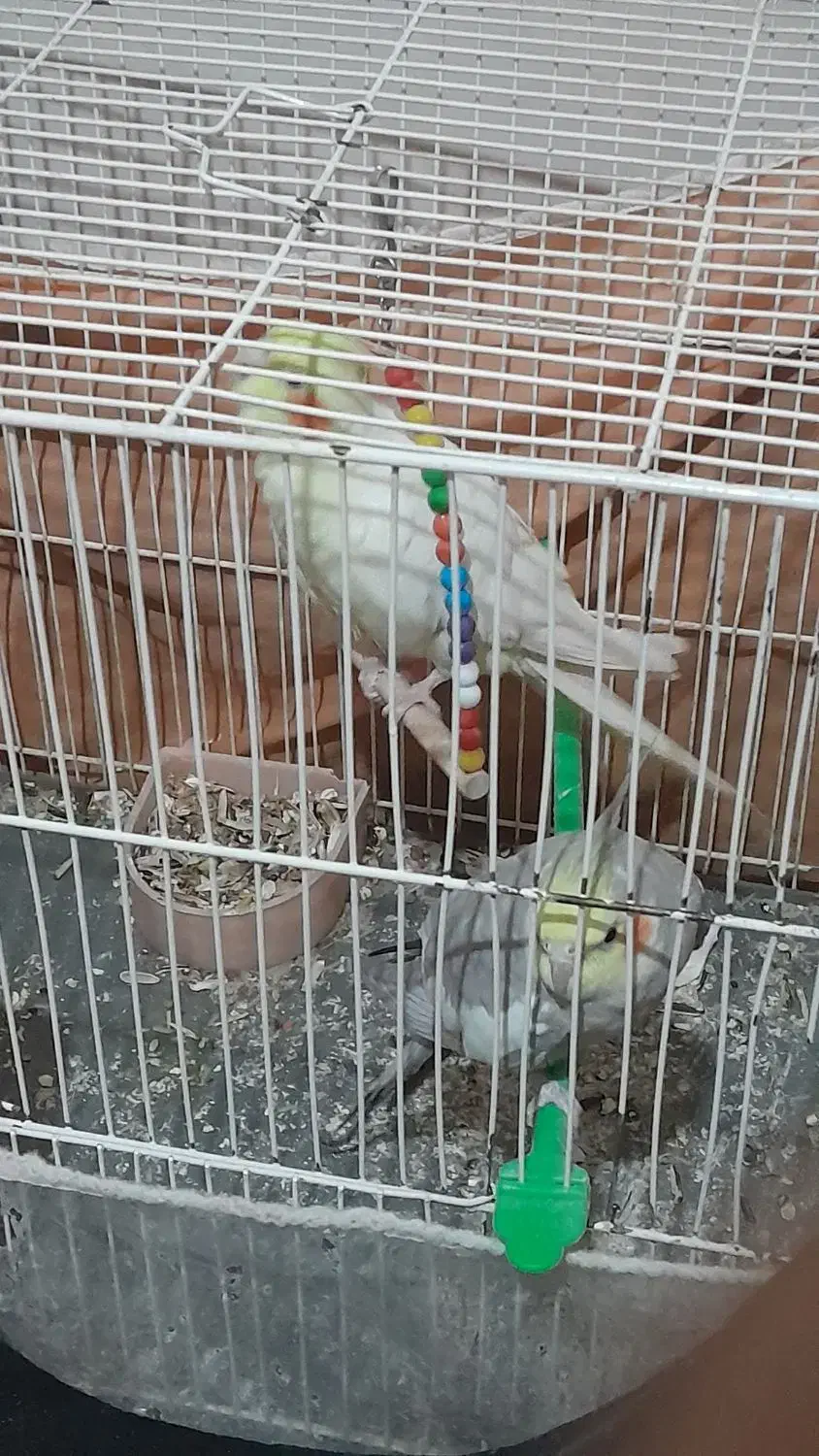 جفت عروس|پرنده|تربت جام, میان جام|دیوار