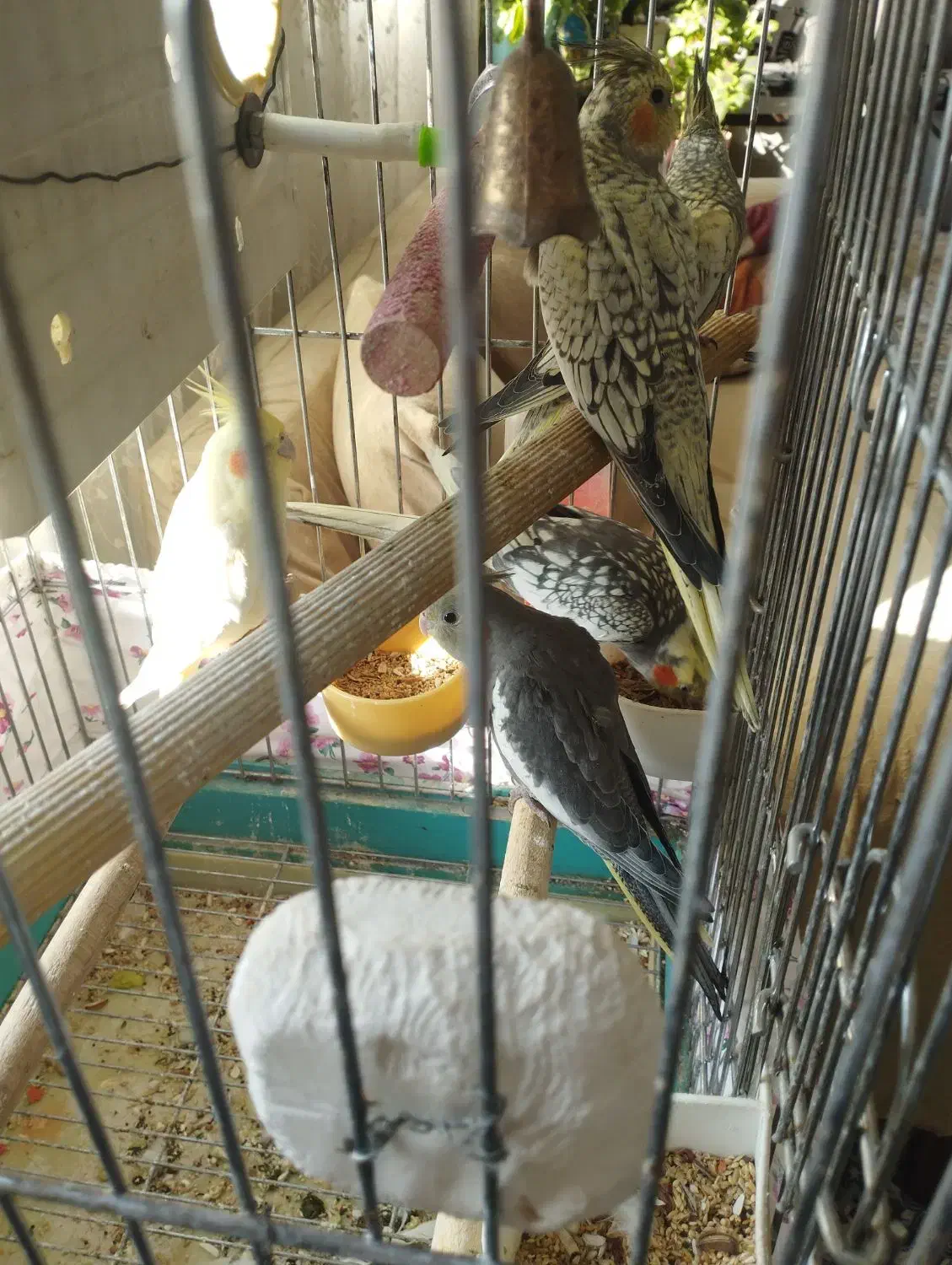 یه جفت عروس هلندی با سه عدد جوجه با تمام لوازم|پرنده|شهریار, شهرک شاهد|دیوار