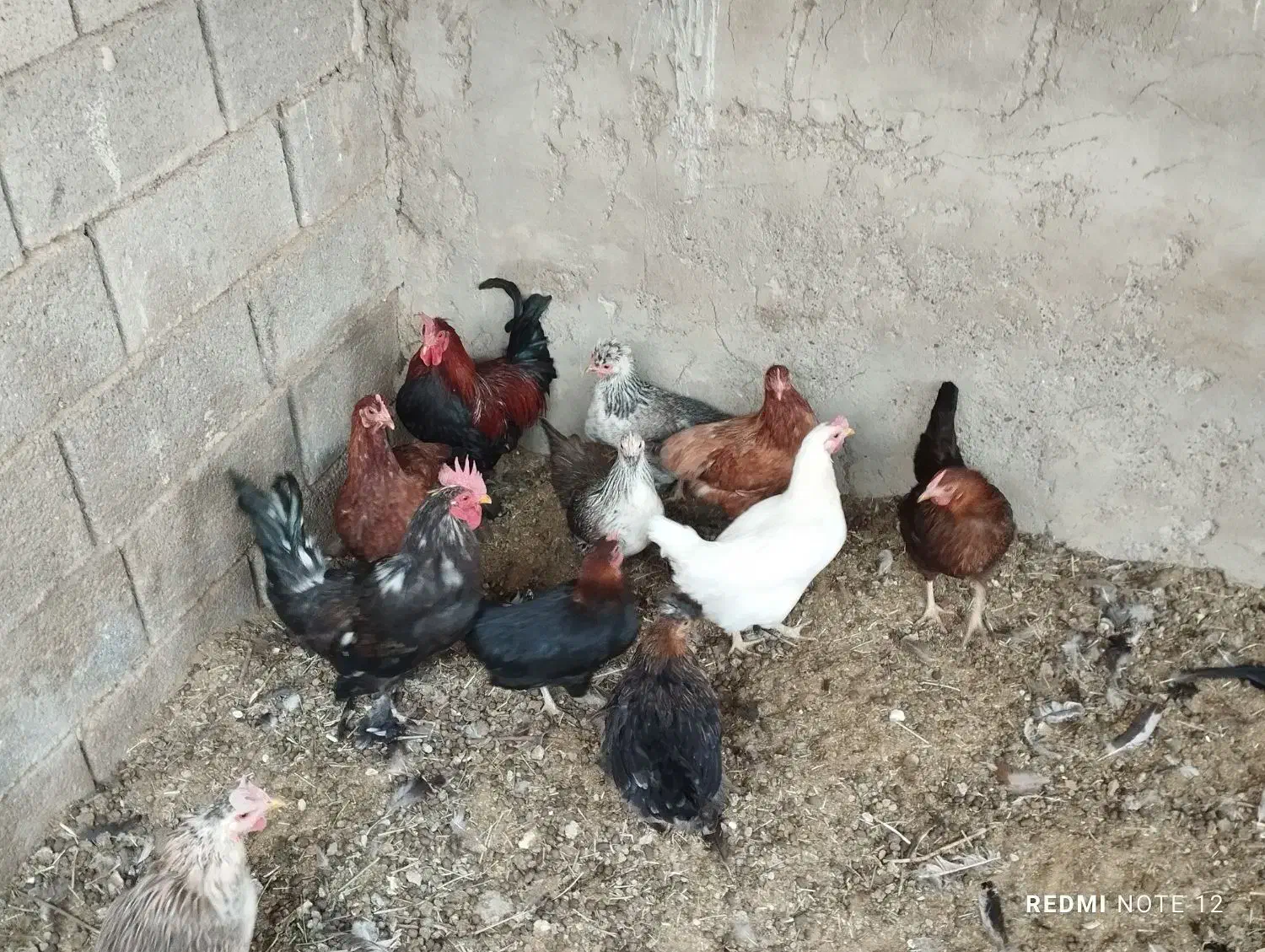 مرغ و خروس بومی تخمگذار|حیوانات مزرعه|خمینیشهر, |دیوار