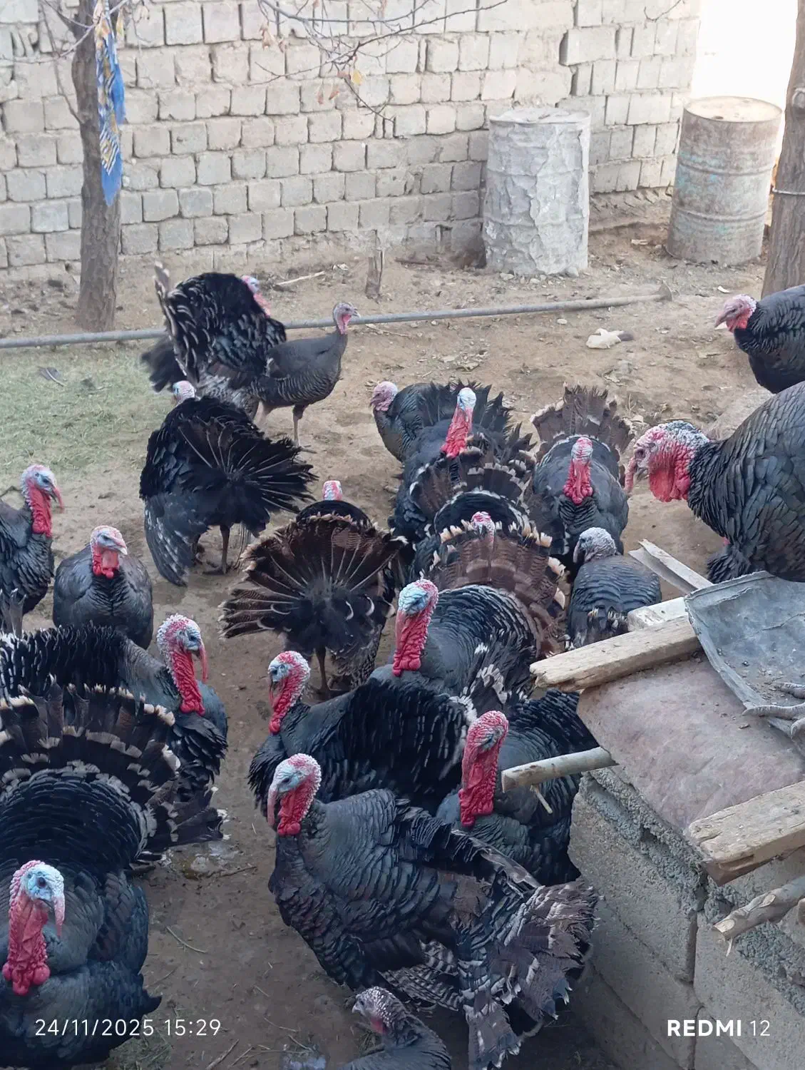 بوقلمون|حیوانات مزرعه|سقز, |دیوار