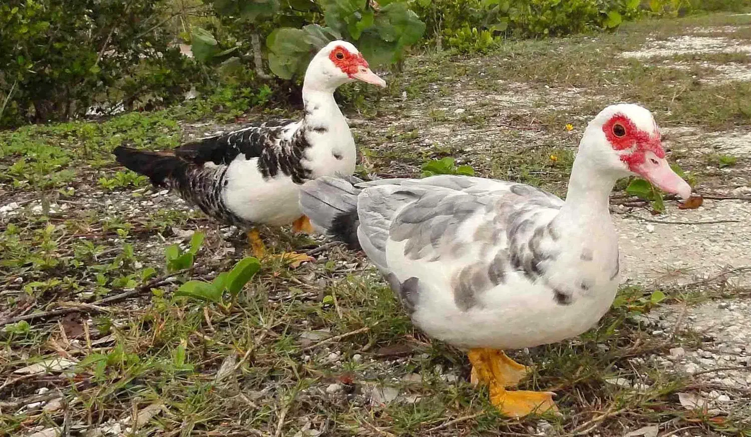 اردک خارجی گوشتی|حیوانات مزرعه|رامیان, |دیوار