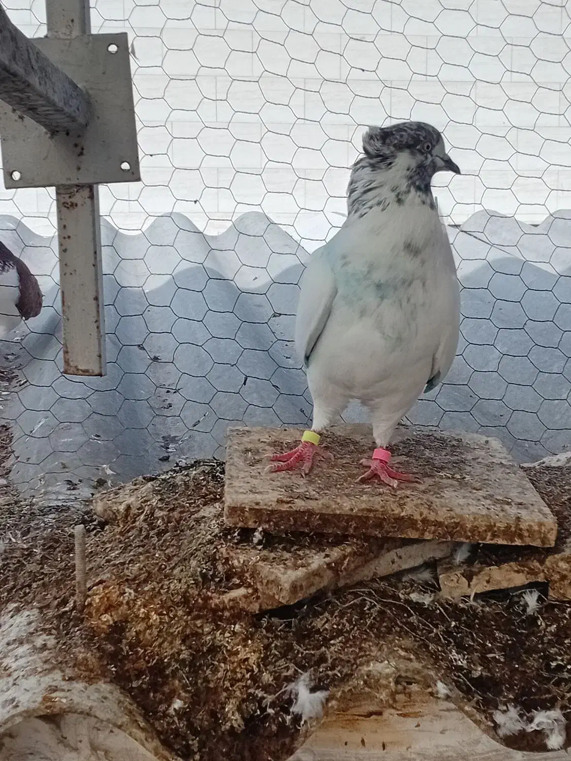 کبوتر|پرنده|گرگان, |دیوار