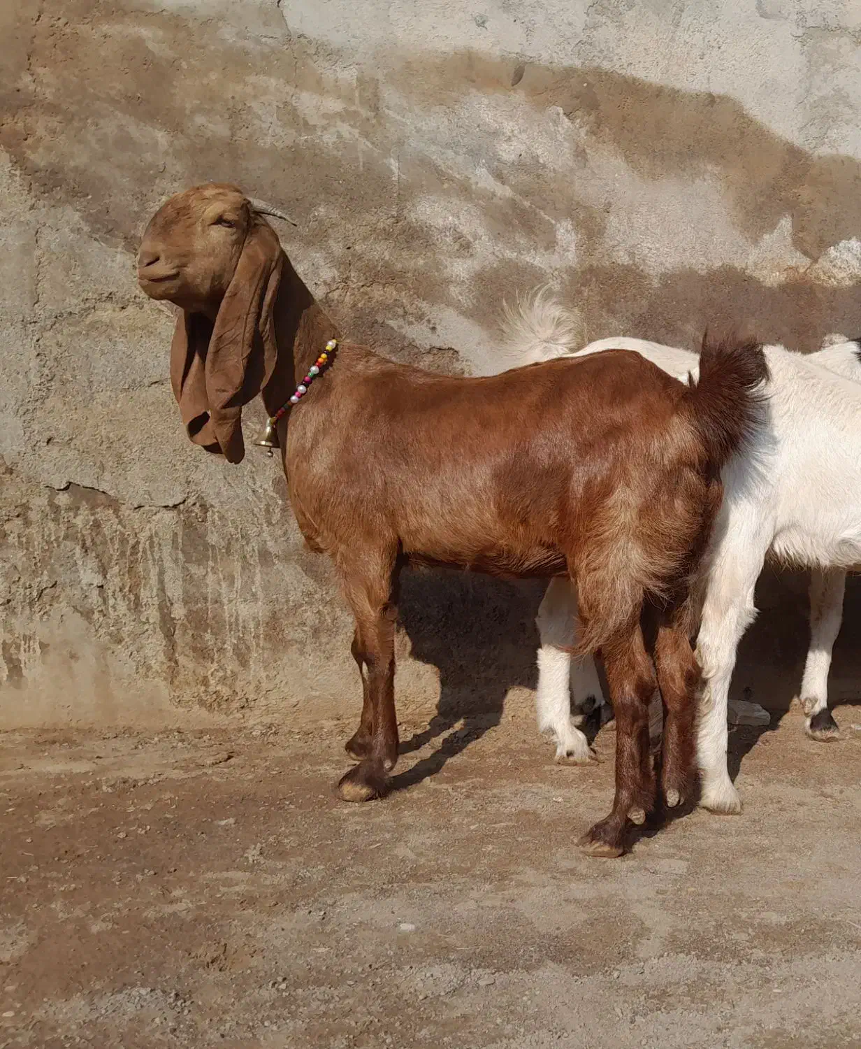 سه پتیری. خالص با یک کامور زرد. همه آبستن با ضمانت|حیوانات مزرعه|تایباد, |دیوار